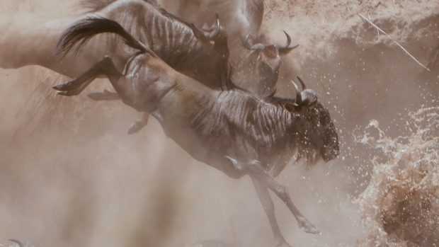 Queria ser um Gnu 12 Gnus atravessando rio