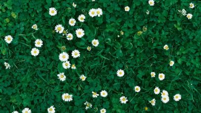 relvado com margaridas silvestres