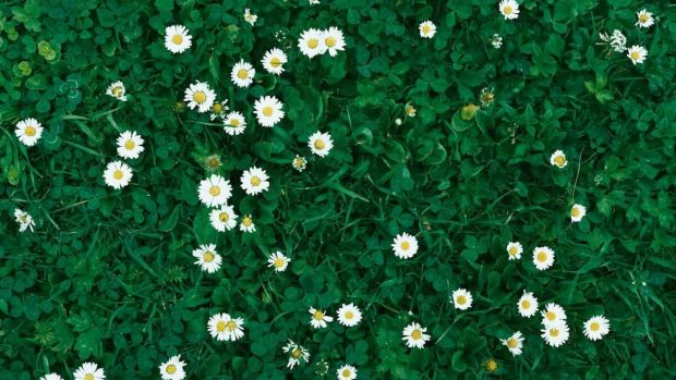 O pequeno Lagarto e o Filósofo 7 relvado com margaridas silvestres