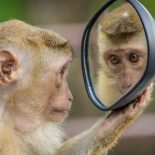 Macaco mirando-se ao espelho