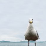 Gaivota encarando de frente