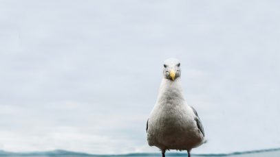 Gaivota encarando de frente