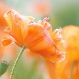 Flores cor-de-laranja