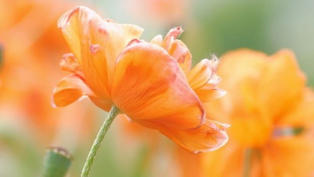 Flores cor-de-laranja