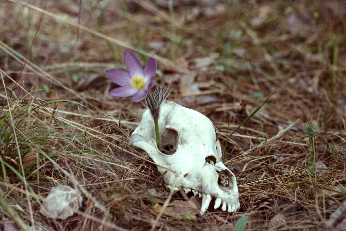 Crânio e flor