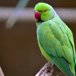 Sobre ser simplório 16 Periquito de colar