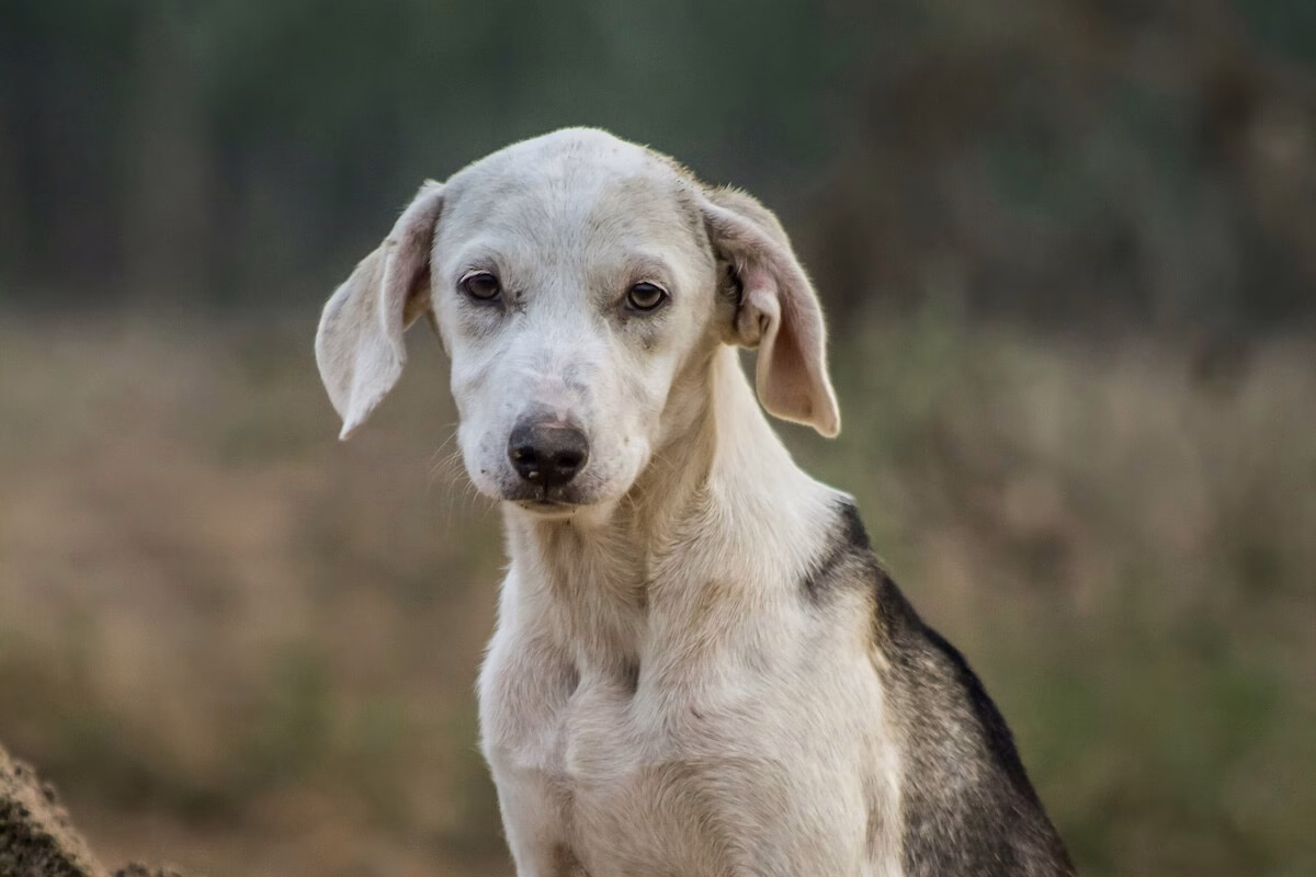 cão magro